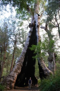 20 Meter Umfang hat der Baum